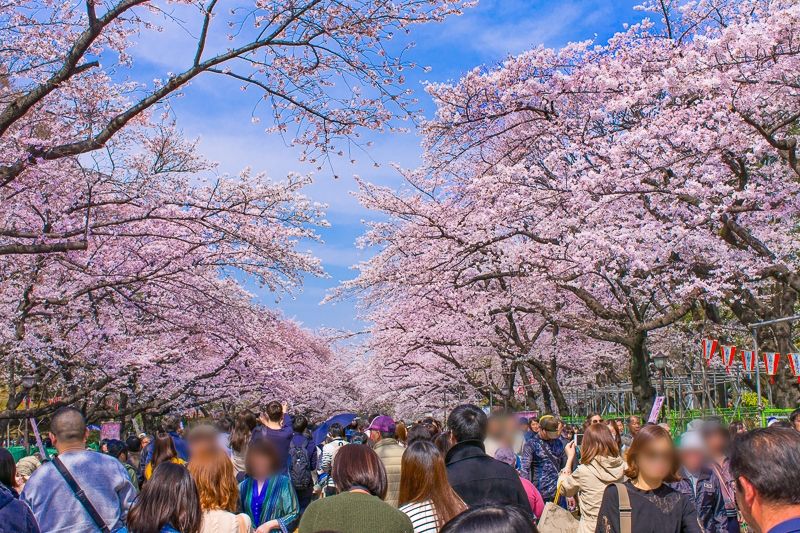 让胡路赏樱花活动